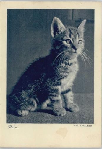 Hauskatze 1943 AK