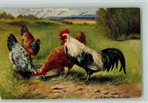 Serie 216 - Hahn und Hühner fressen aus der Schale 1903 AK