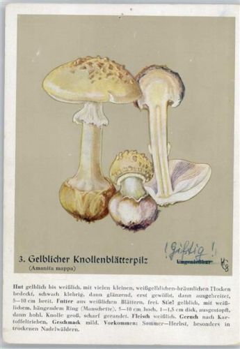 Nr. 3 Gelblicher Knollenblätterpilz - Heil- und Nährkräfte aus Wald und Flur