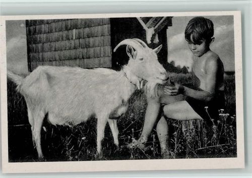 Junge füttert eine Ziegenbock ca 1940 AK