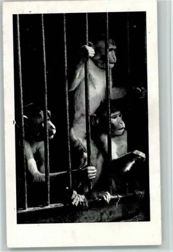 Willy Hagenbecks Raubtier Dressurschau - Rhesus Affen