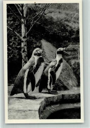 Osnabrück Die Pinguine des Versandhauses "Nordland" AK