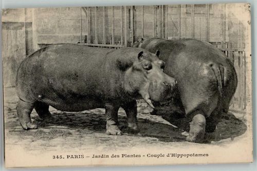 Paris - Jardin des Plantes - Hippopotames - Nilpferde