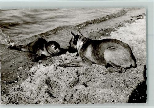 Seehund und Landhund AK