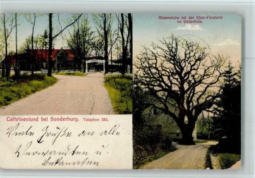 1913 Cathrinenlund - Riesen-Eiche bei der Förserei im Süderholz ( Bäume ) , Eckknick