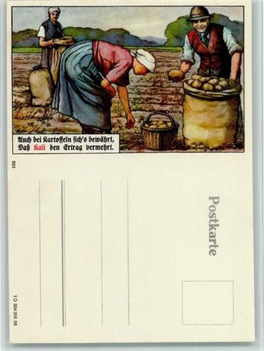 1937 Kali Düngung - Kartoffel Ernte - Landwirtschaft
