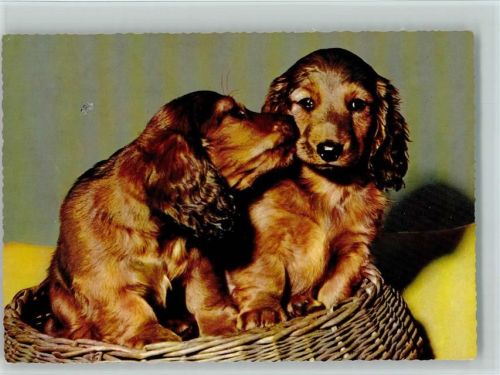 Cockerspaniel Welpen ca 1965 AK