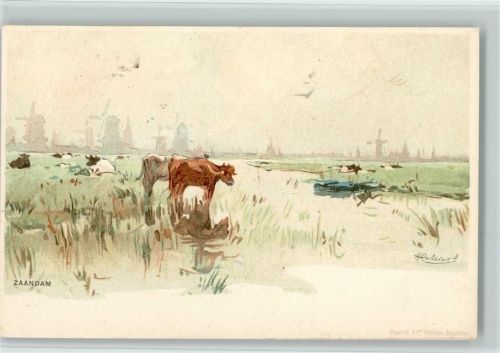 Zaandam 1898 Landschaft mit Kühe AK