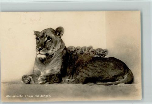 Abessinische Löwin mit Jungen Foto AK