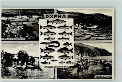 Ohrid - Fischer