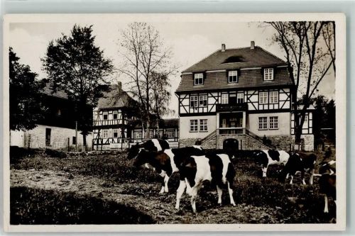 Albrechts Ferienheim Landgut Aschenhof Fachwerkgebäude Kühe