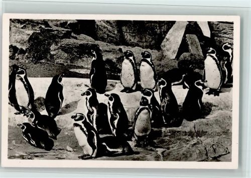 Südpol Panorama, Pinguine, gute Erhaltung AK