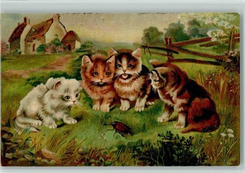 1910 Katzen Maikäfer