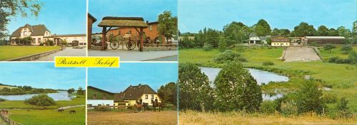Krems Reitstall Seehof Pferde