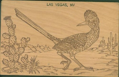 Las Vegas Road Runner Wegekuckuck Kakteen echt gelaufen