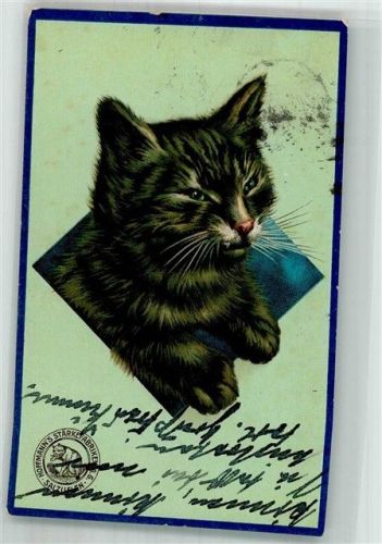 1913 Porträt einer Katze