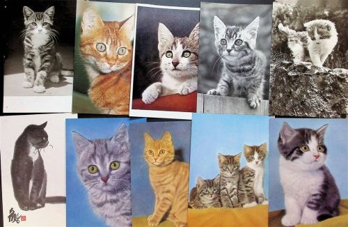 Lot mit 47 AK Katze Posten 21 bis 100 AK