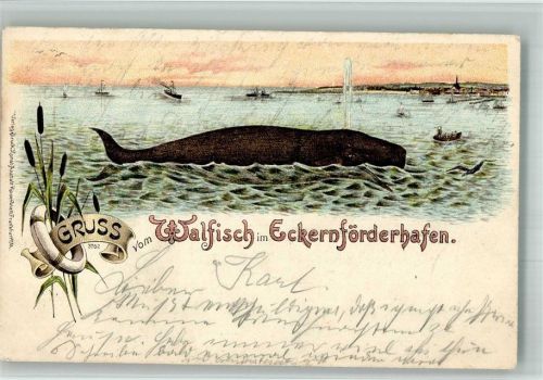 W2330 Eckernförde Gruss aus Ein Wal im Hafen Lithographie Verlag Rosenblatt Wal 1901 BOAKC
