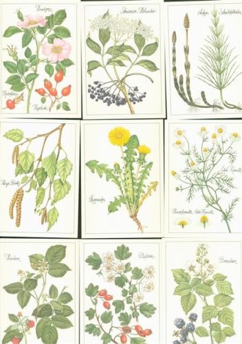 Lot mit 12 AK komplette Serie im Originalumschlag Arzneipflanzen Blumen