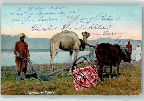 Ochse Pflug in Ägypten AK Tiergespann 1908