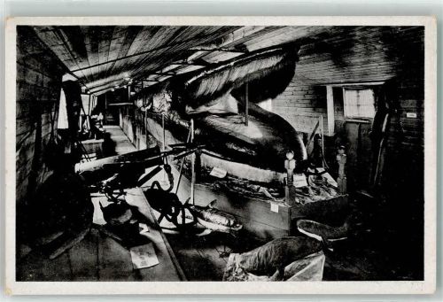 Riesenwalfisch Alter 168 Jahre AK