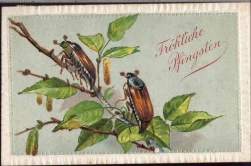 1907 -Fröhliche Pfingsten-, Maikäfer auf Birkenzweig