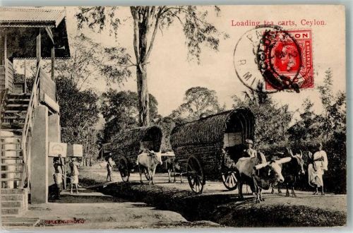Colombo 1913 Foto AK Ochsenkarren Tea carts