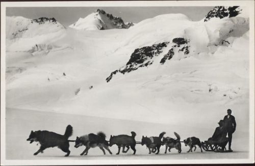 1932 Polarhunde auf dem Aletschgletscher.