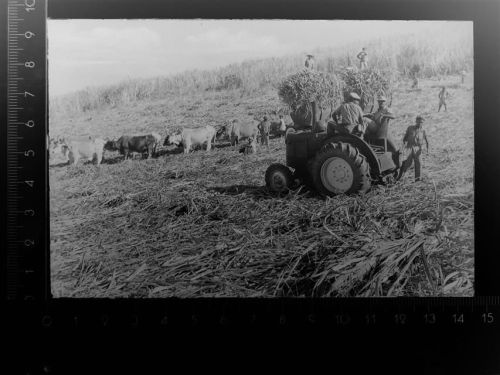Traktor Ochsen Furhwerk Ernte