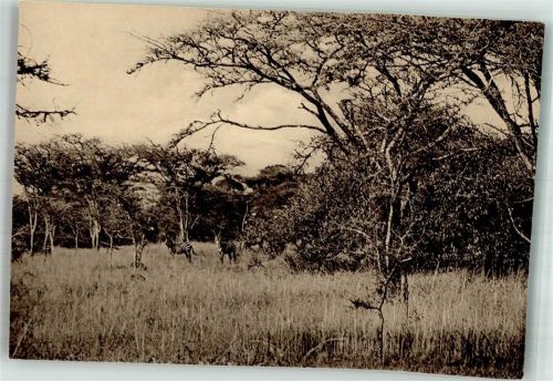 Kinshasa Parc National de la Kagera Zebra