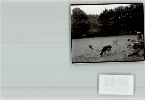 Flammersfeld Hirsch mit seinem Harem