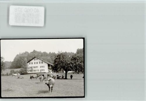 Ratzeburg Kuhherde am Bauernhof Rehm