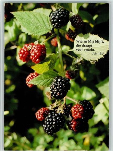 Brombeere