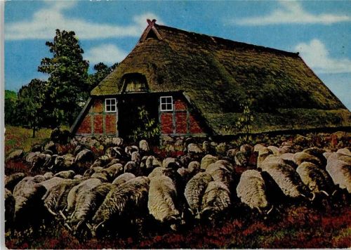 Heidschnucken Herde und Lüneburger Stall Heide