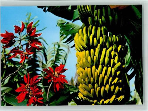 Bananenstaude