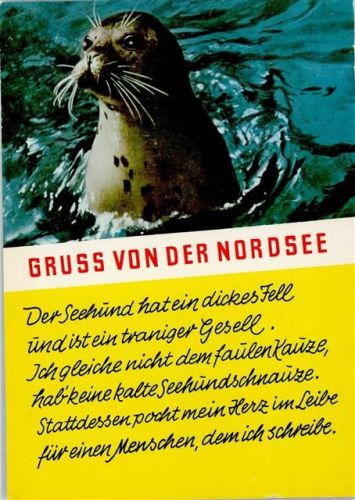 Seehund der Nordsee