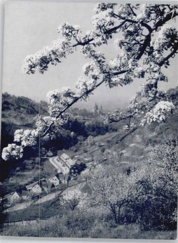 Frühling , Bergstrasse