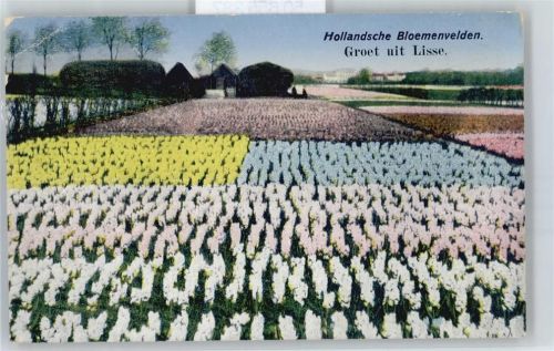Lisse Hollandsche Bloemenvelden