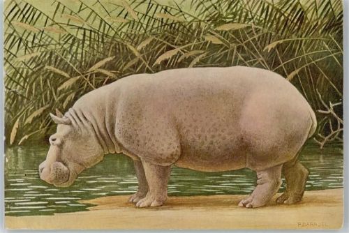 P.Baurel , Nilpferd