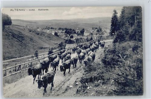 38667 W3396 Altenau , Harz - Kuhherde