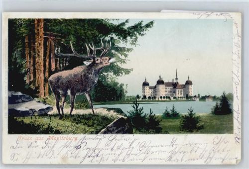 01468 O8105 Moritzburg - Jagdschloß, Hirsch