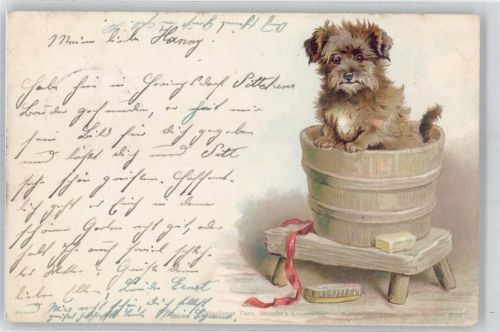 No.5757 , Hund in Waschkübel