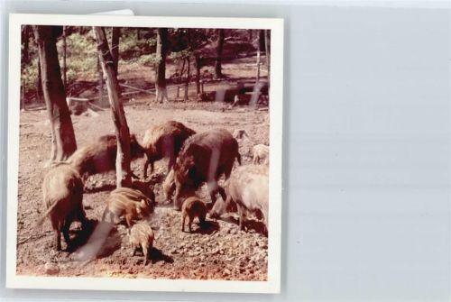 Sehlde Foto mit Negativ, Wildschwein
