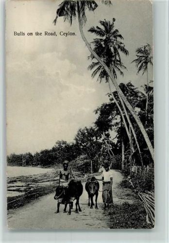 Bulls on the Road - Ceylon 1925 AK