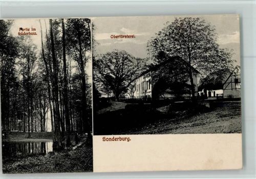Sonderburg 1915 Partie im Süderholz Oberförsterei