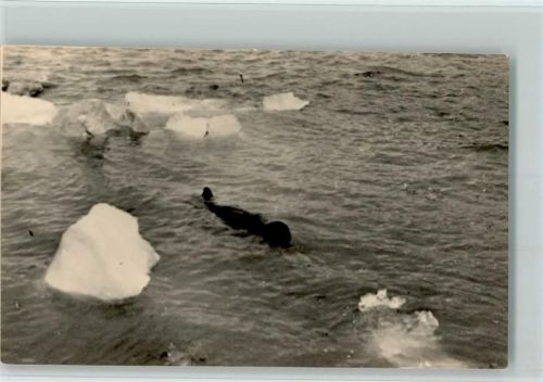 Seehund