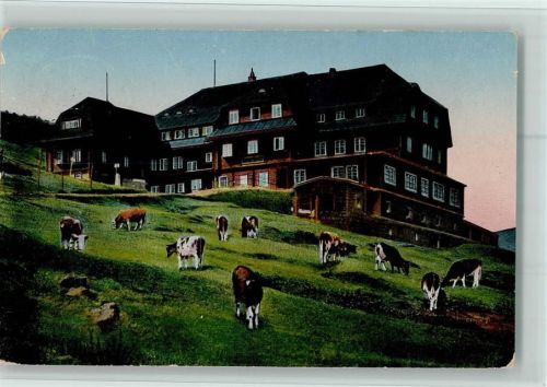 Spindleruv Mlyn Hampelbaude Riesengebirge Schlesien Kuh