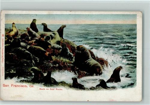 Seehunde Seals in Seal Rocks
