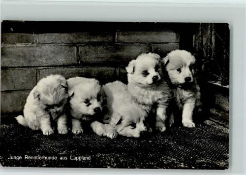 1931 Junge Renntierhunde aus Lappland - Welpen AK