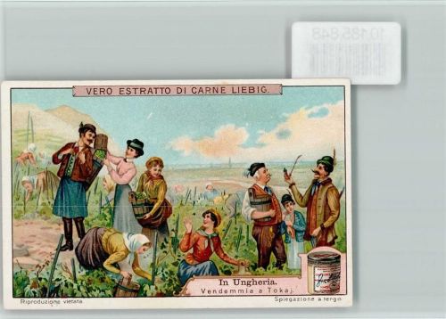 Weinlese in Ungarn, Sammelbild Liebig